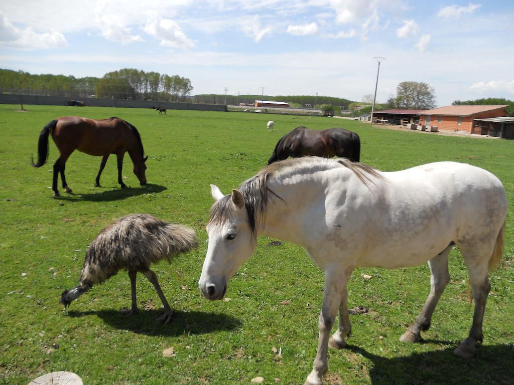 Los Reales Carrizo de la Ribera ภายนอก รูปภาพ